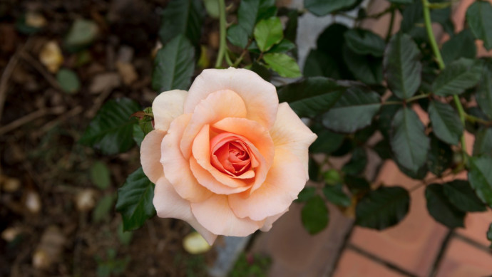12 Common Gardening Q&A: Rosebushes