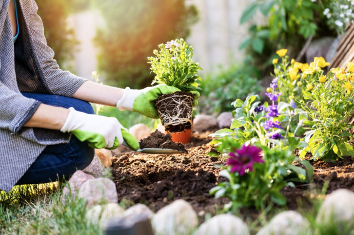 Top 10 Summer Bedding Plants