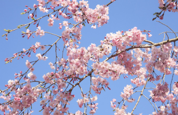 10 Best Flowering Trees for Your Landscape
