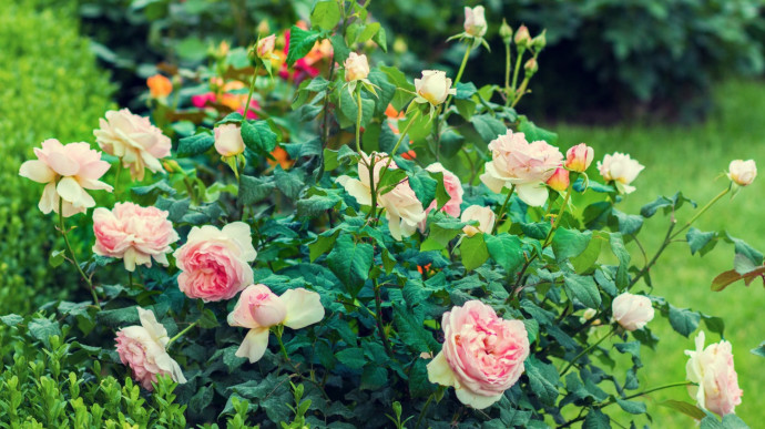 12 Common Gardening Q&A: Rosebushes