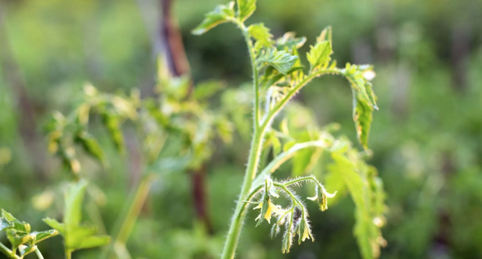 10 Common Tomato Problems & Solutions
