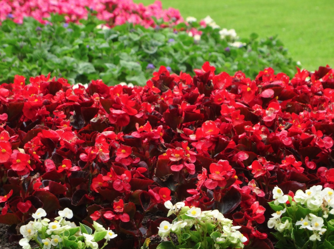 top-10-summer-bedding-plants-everydaygardenideas