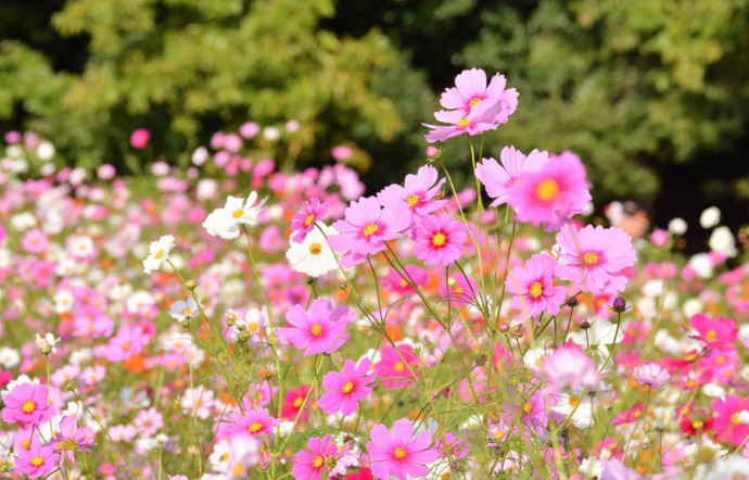 Top 10 Summer Bedding Plants