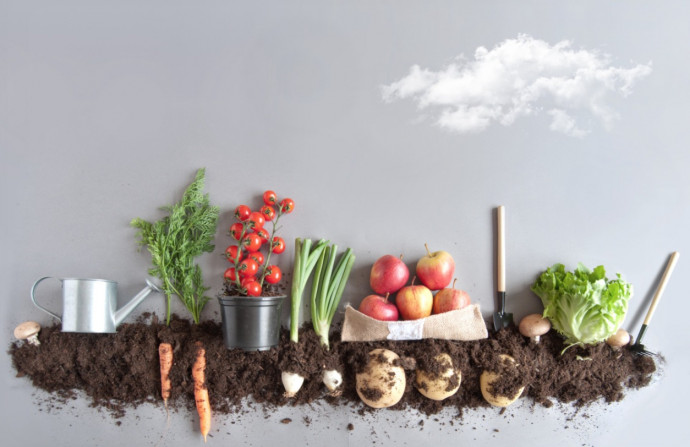 11 Common Vegetable Gardening Mistakes To Avoid