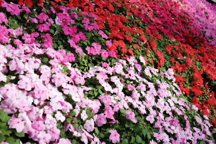 Top 10 Summer Bedding Plants