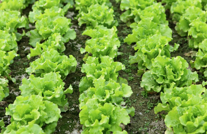 Tips to Keep Lettuce Growing in the Heat of Summer